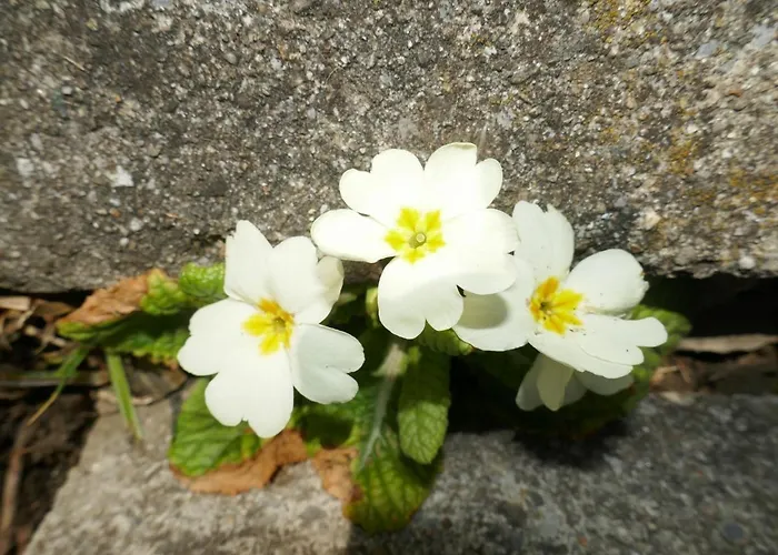 Albi-2 By Interhome 格林德瓦