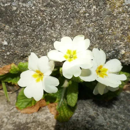 Albi-2 By Interhome Grindelwald